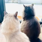 Bruno and Dolly - @bruno_and_dolly_days - Instagram