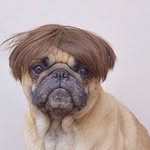 Bruno.Dolly - @bruno_and_dolly_the_pugs - Instagram