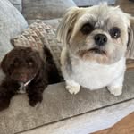 BRUNO&DOLLY - @brunoanddolly - Instagram