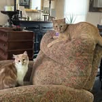 BRUNO&MR.DOLLY - @dolly.and.bruno - Instagram
