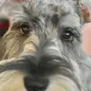 Dolly_and_Bruno - @dolly_and_bruno - TikTok