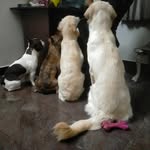 KAT, DOLLY, BRUNO, CEASER - @katdollybrunocease__bennington - Instagram