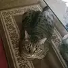 Dolly Cannon - @dolly.cannon6 - TikTok