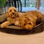 Dolly and Ted - @dollyandtedcobberdogs - Instagram