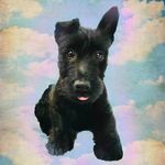 Dolly Cole - @dollythescottie - Instagram