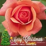 Dolly Collins Cohoon - @collinscohoon - Instagram