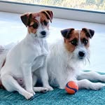 Jacknthebox Dolly Collins and Jacknthebox Duke Balboni - @dolly_and_duke_jackrussell - Instagram
