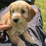 Dolly-May - @dollymaycurtis - Instagram