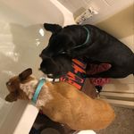 The Three Furrbabies - @rayne_dolly_curtis - Instagram