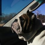 Dempsey, Dolly, & Dani - @dempseythebullyboy - Instagram