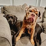 Adventures of Duncan & Dolly - @duncan.and.dolly - Instagram