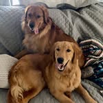 Duncan, Dolly & Dallas 💛 - @duncananddollyy - Instagram