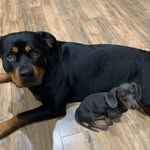 Duncan - @duncan_and_dolly - Instagram