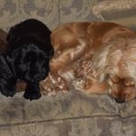 Dolly And Dora Gibson - @dolly_dora_gibson_cockapoo - Instagram