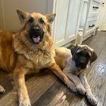 @gibson_and_dolly - Instagram