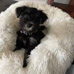 Miss Dolly Gibson - @aussieschnauzergirl - Instagram