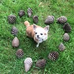 𝒟𝒾𝓃𝓀𝓎 𝒟𝑜𝓁𝓁𝓎 𝒢𝓇𝒶𝓃𝓉 - @dinky.g_thechi - Instagram