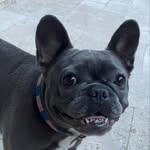 Dolly Mae Grant - @dollymaethefrenchie - Instagram