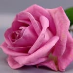 Dolly Grover - @dolly.grover - Instagram