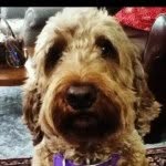Dolly, Hannah, and Bingley - @mrbingleythegoldendoodle - Instagram