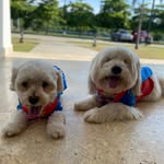 Somos Dolly, Hannah y Churro - @somoslasmascotas.hl - Instagram