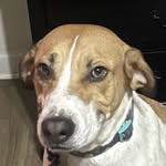 Dolly and Elvis Vega Howard - @dailydollyandelvis - Instagram