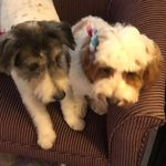 Dolly Howard and Chloe Howard - @dolly.and.chloe - Instagram