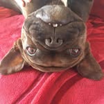 Dolly - @dolly_kleine_bulldoge - Instagram