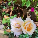 Dolly Klein - Facebook