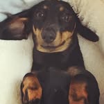 Dolly - @dolly_longbottom - Instagram