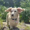 Dolly the long hair dutchound - @j1mmyst0ne - TikTok