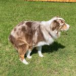 Dolly Richardson - @dolly_theaussie_richardson - Instagram