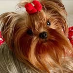 Dolly Grace Rossi - @clarabellal_sa - Instagram