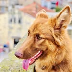 🐾 DOLLY 🐾 - @dolly_german_shepherd - Instagram