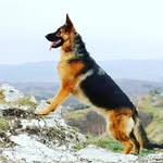 🅳🅾🅻🅻🆈🐕‍🦺 - @dolly._german_shepherd - Instagram