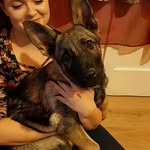 Dolly - @dolly.the.germanshepherd - Instagram