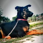 Dolly🐕‍🦺🐕‍🦺🐕‍🦺 - @dolly_jerman_shepherd - Instagram
