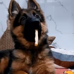 Dolly - @dolly_the_shepherd - Instagram