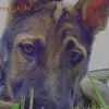 Dolly - @dollythegermanshepherd__ - TikTok