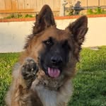 Dolly 🐾Pawton - @dollypawton.thegermanshepherd - Instagram