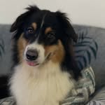 Dolly the Aussie Shepherd - @aussie.dolly.925 - Instagram