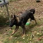Dolly the german shepherd - @german_shepherd_named_dolly - Instagram