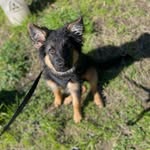 Dolly the German Shepherd - @dollydogdiaries - Instagram