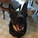 Dolly The German Shepherd - @dollythegermanshepherd - Instagram