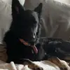Dolly_the GermanShepherd - @dollygermanshepherd - TikTok