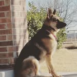Dolly the shepherd - @dolly.gsdtx - Instagram