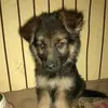 dollygemanshepherd - @dollygemanshepher - TikTok