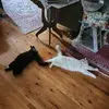 Dolly Sutherland - @dolly.sutherland4 - TikTok