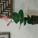 dolly wang - @dolly_wang - Instagram
