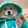 Dollywang1314 - @dollywang1314 - TikTok